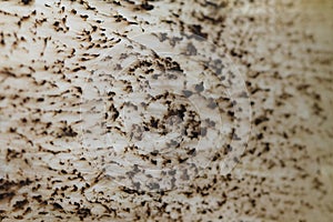 Mushroom stipe macro - background. Brown Birch Bolete Leccinu