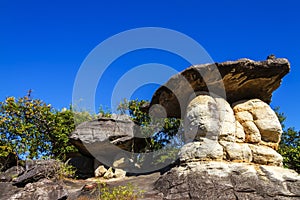 Mushroom stone beauty sunny