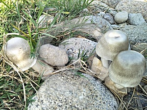 Mushroom, Stone, Grass, Natural, Vegetable, North Sumatera.