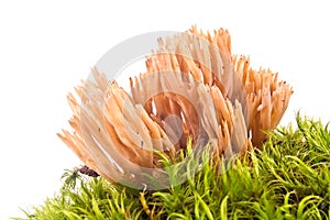 Mushroom strict-branch coral on a hummock