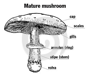 Mushroom structure. Mushroom anatomy. Biology diagram. Structure parts, cap, skirt, spores, ring, lamella, pileus, stem photo