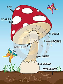 Mushroom structure for school