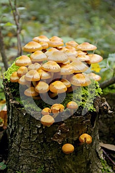 Mushroom on stub