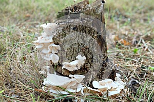 Mushroom at a stump