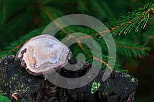 mushroom on a stump in the autumn forest