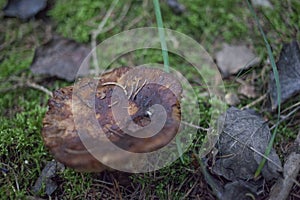 A mushroom stump in the grass
