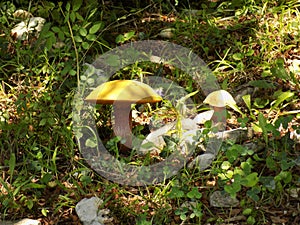 Mushroom Suillellus luridus (lurid bolete) in the nature