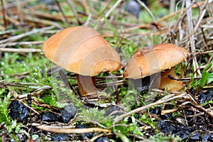 Mushroom suillus bovinus