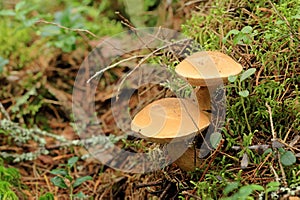 Mushroom suillus bovinus growing in the forest (Suillus bovinus)