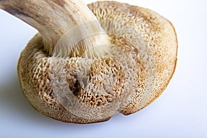 Mushroom Suillus bovinus Jersey cow bovine bolete on a white background. Bottom part, pore surface close-up. Horizontal