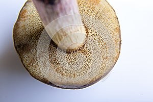 Mushroom Suillus bovinus Jersey cow bovine bolete on a white background. Bottom part, pore surface close-up. Horizontal