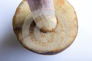 Mushroom Suillus bovinus Jersey cow bovine bolete on a white background. Bottom part, pore surface close-up. Horizontal