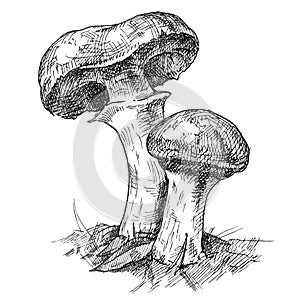 Mushroom suillus growing in wildlife. Vintage vector monochrome hatching illustration isolated