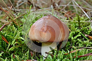 Mushroom suillus luteus