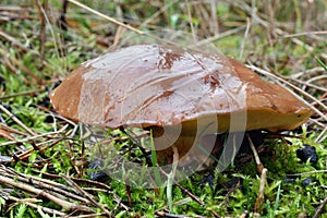 Mushroom suillus luteus