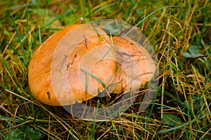 Mushroom suillus luteus