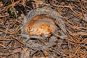 Mushroom Suillus luteus common growing in the pine forest. Mushroom suillus luteus in dry pine needles closeup.