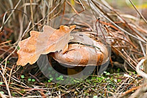 Mushroom, Suillus luteus, in the moss in forest