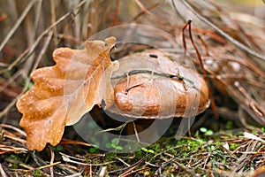 Mushroom, Suillus luteus, in the moss in forest