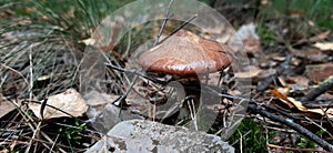 Mushroom Suillus luteus with a slimy brown cap