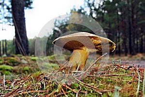 Mushroom suillus variegatus