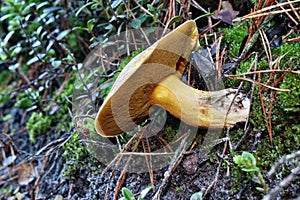 Mushroom suillus variegatus