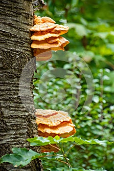 Mushroom sulfur Yellowness parasite grows on a tree trunk in the forest