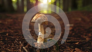 Mushroom in summer green forest
