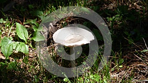 Mushroom in Sunlight in a Bed of Grass and Pine Needles