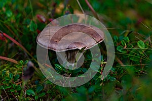 Fungus in small bushes at fall photo