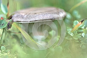 Fungus in small bushes at fall photo