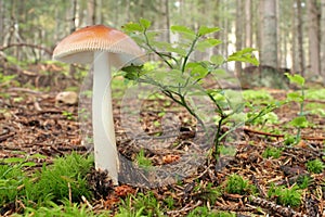 Mushroom Tawny Grisette