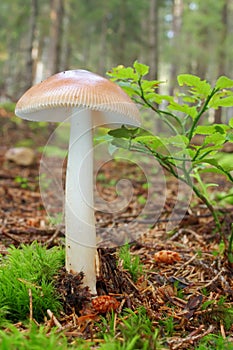 Mushroom Tawny Grisette