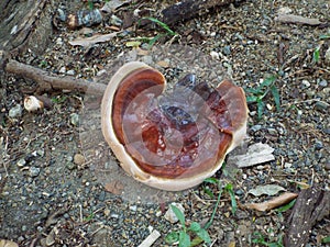 Mushroom (tengang daga)