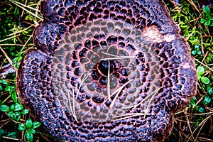 Mushroom texture closeup