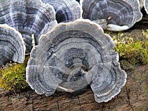 Mushroom Tinder photo