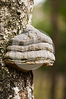 Mushroom Tinder fungus on birch tree