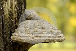 Mushroom Tinder fungus on old tree