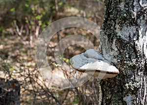 Mushroom tinder fungus parasitizes on the trunk of a birch tree in the spring forest, Fomes fomentarius, selective focus