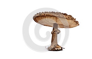 Mushroom toadstool photo