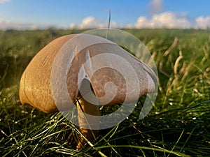 Mushroom, toadstool in field of grass