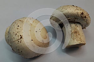 Mushroom or toadstool is the fleshy, spore-bearing fruiting body of a fungus