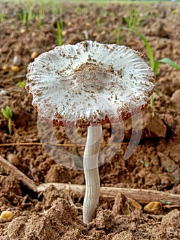 A mushroom or toadstool is the fleshy, spore-bearing fruiting body of a fungus, typically produced above ground, on soil.