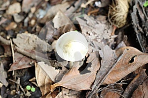 Mushroom