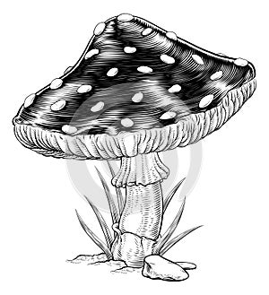 Mushroom Toadstool Fly Agaric Amanita Muscaria