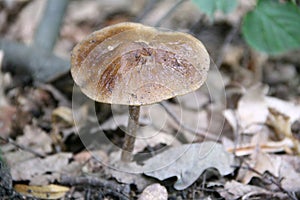 Mushroom - toadstool grew up in the woods in the fall