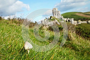 Mushroom on the top of hill scene.