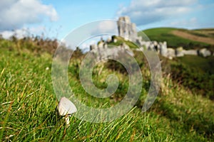 Mushroom on the top of hill scene.