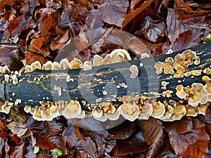 Mushroom trametes