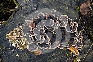 Mushroom trametes on a tree trunk in autumn in the forest